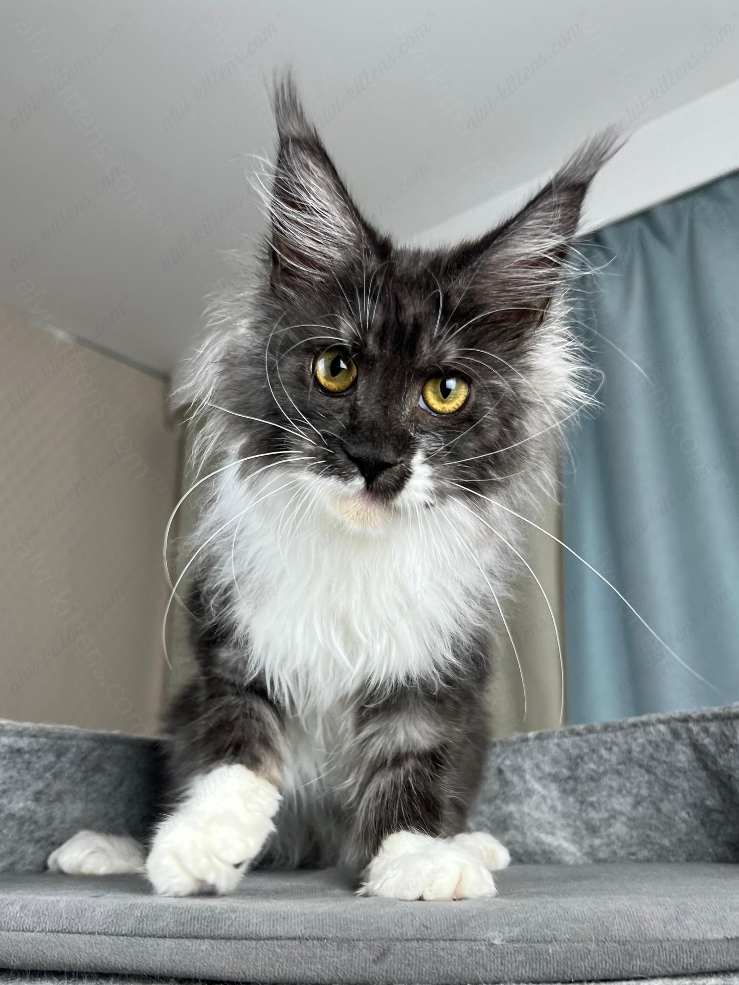 Maine Coon Kitten Name "Coca-Cola"