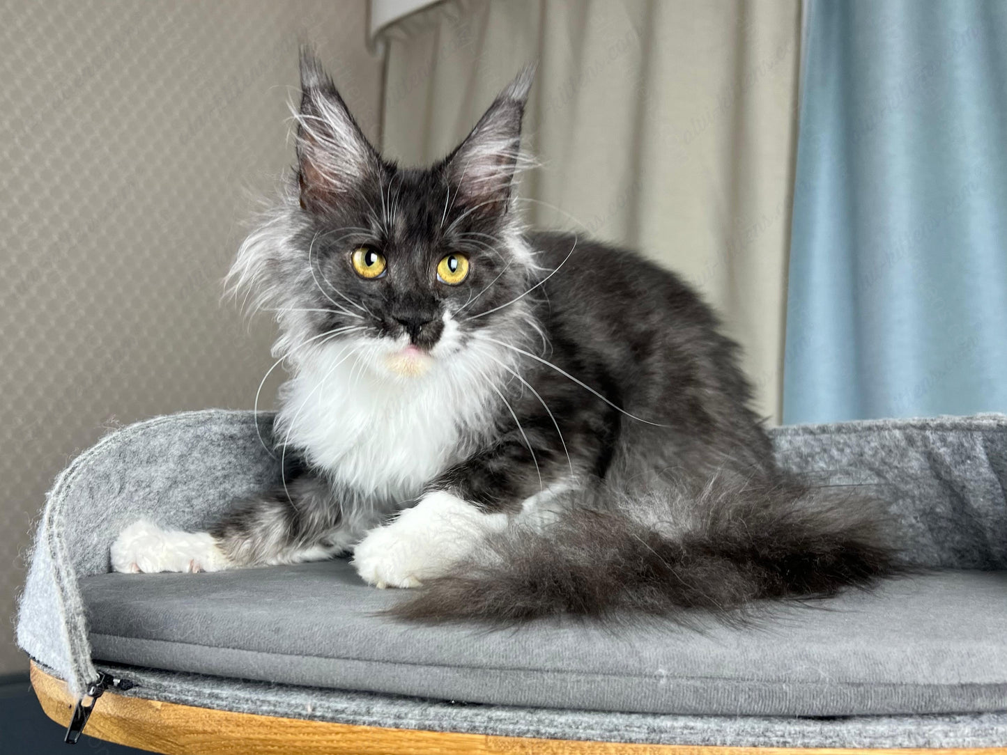 Maine Coon Kitten Name "Coca-Cola"