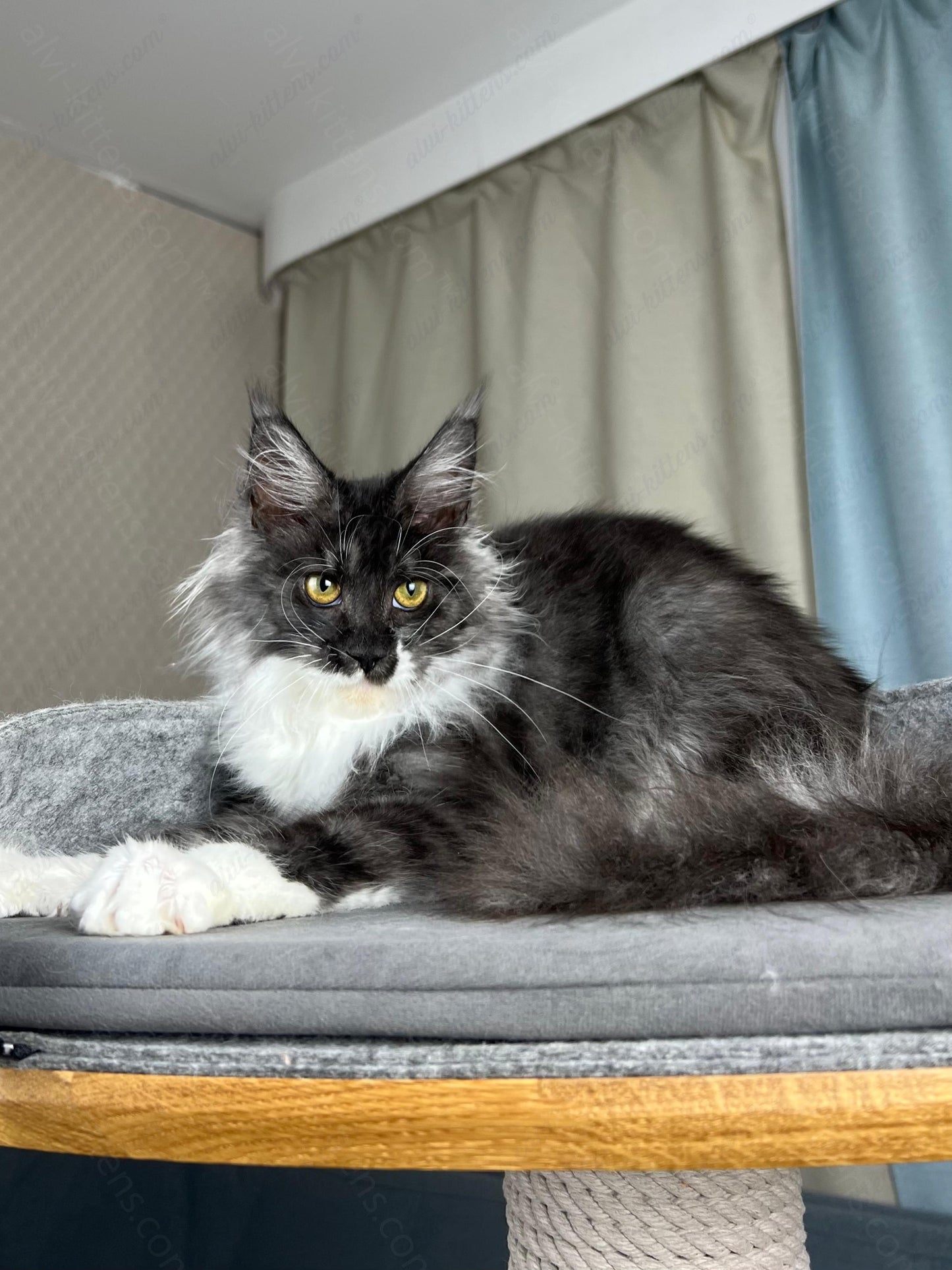 Maine Coon Kitten Name "Coca-Cola"
