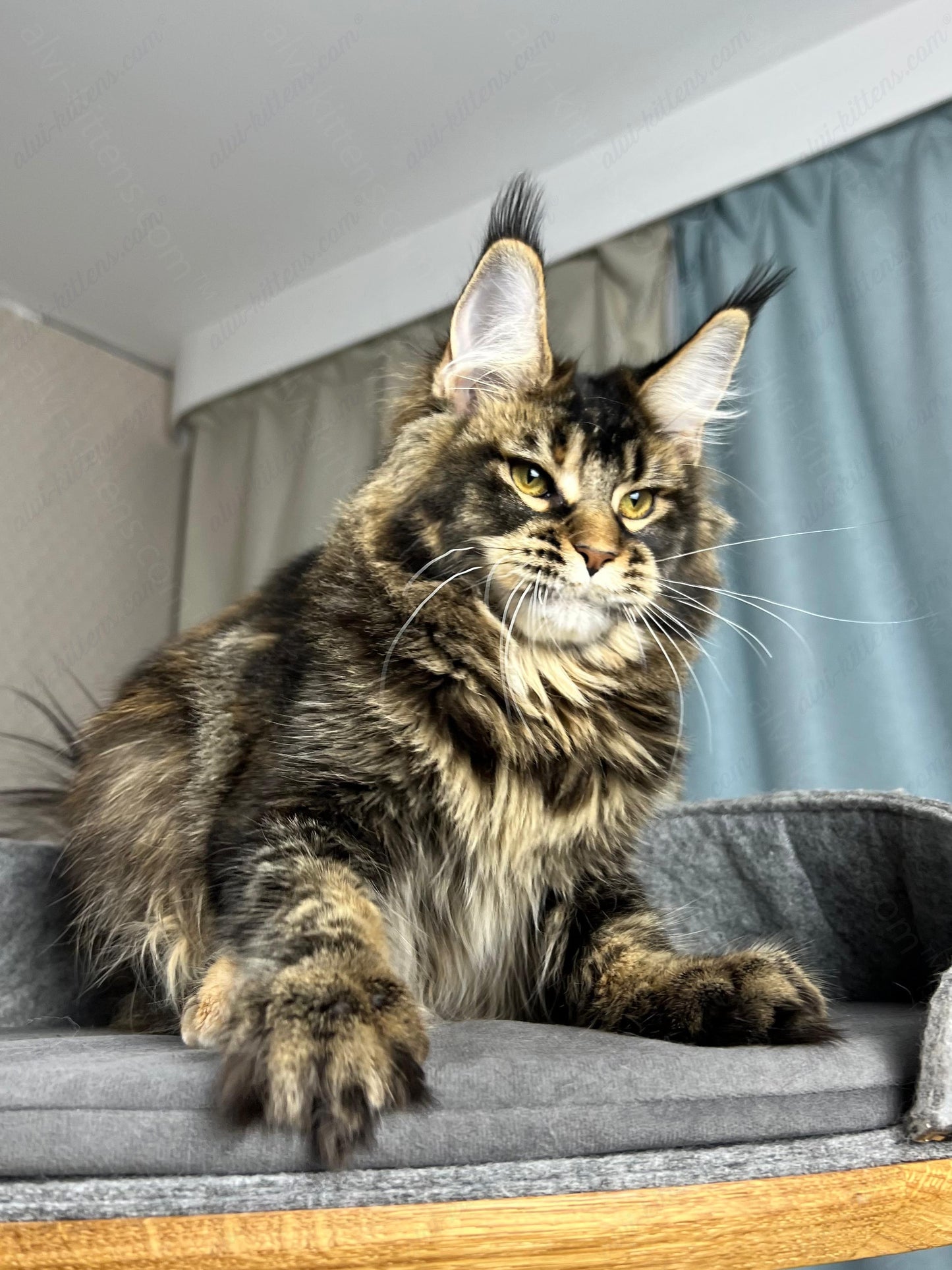 Maine Coon Kitten Name "Butterfly"