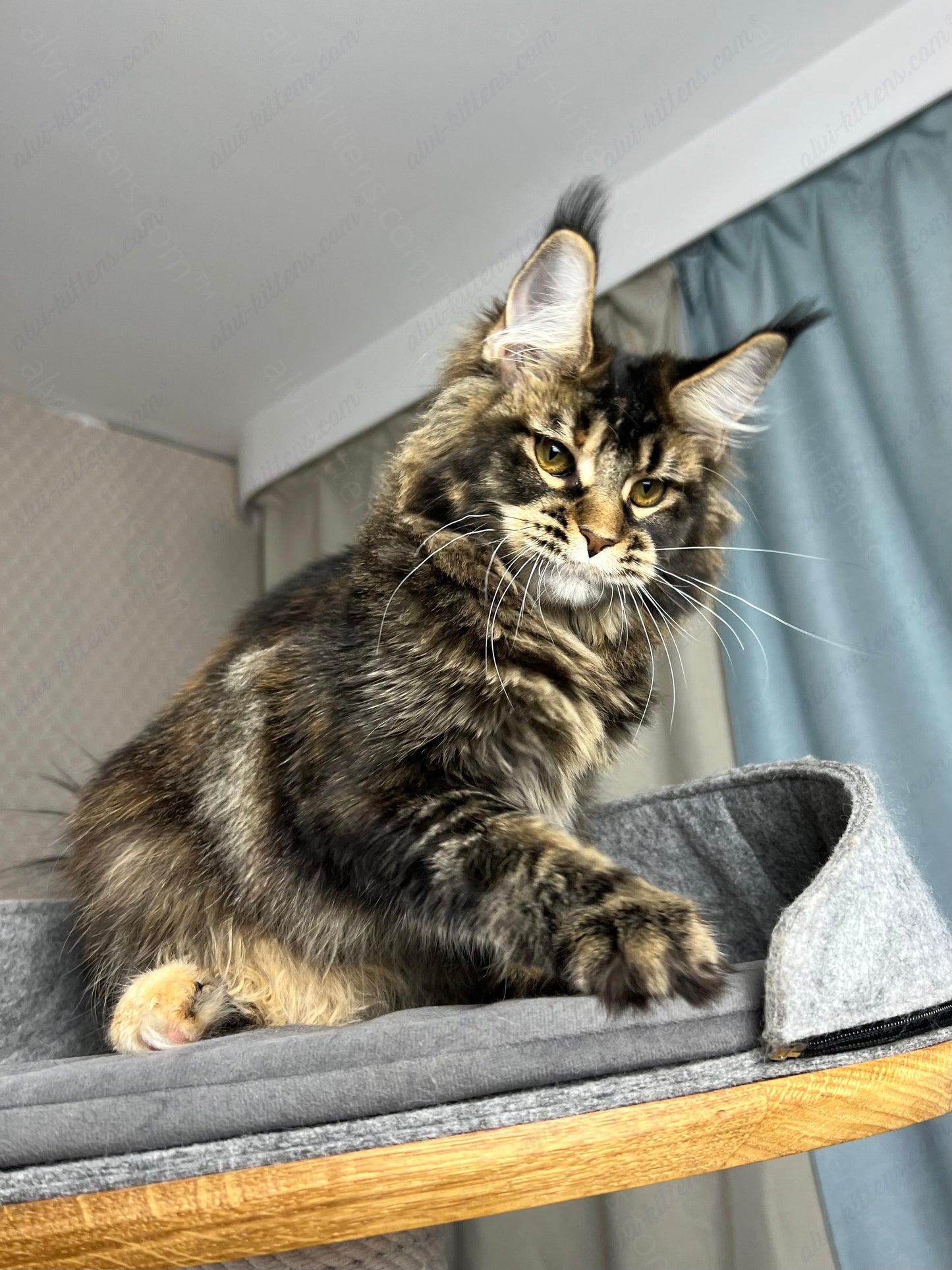 Maine Coon Kitten Name "Butterfly"