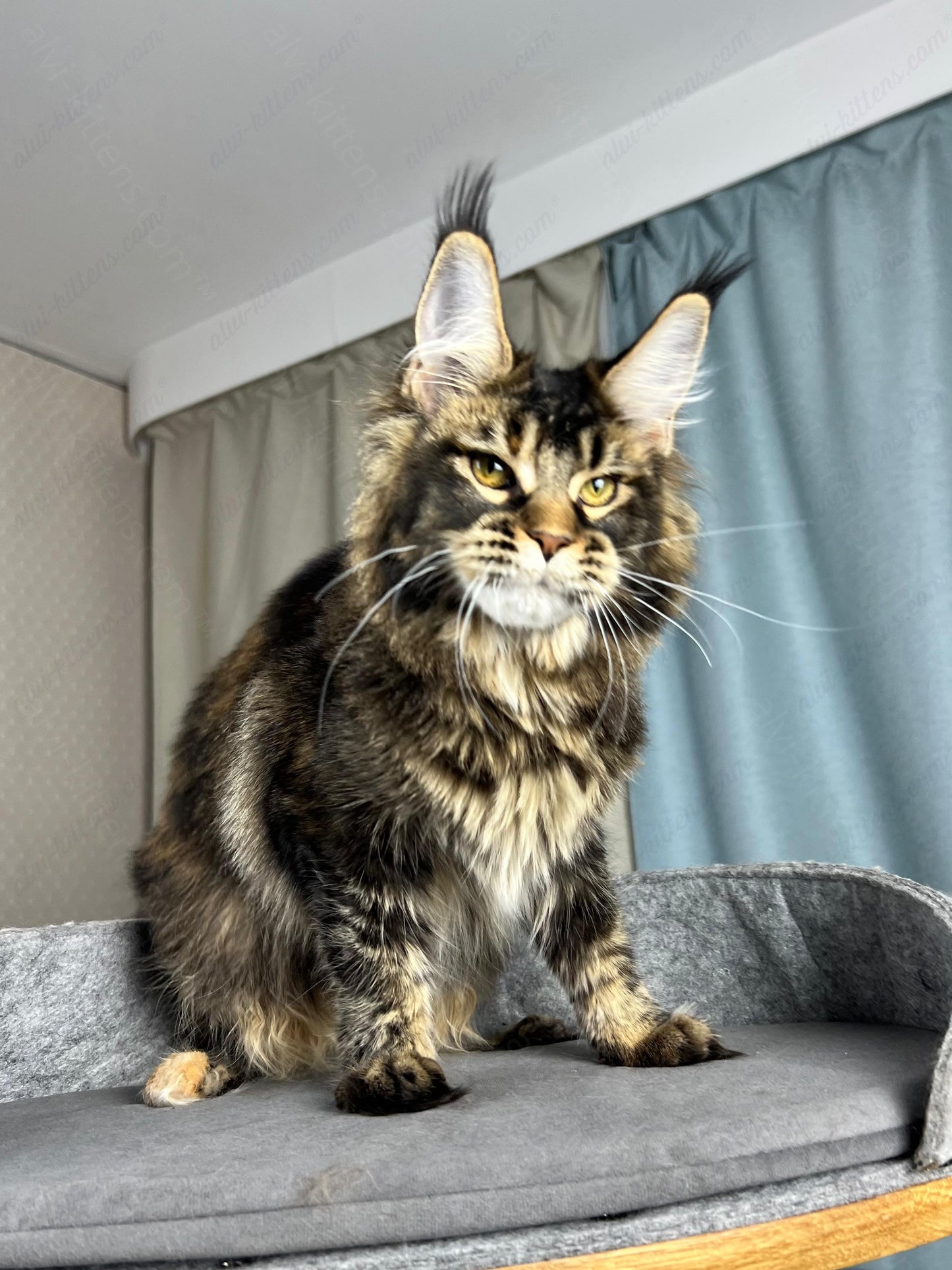 Maine Coon Kitten Name "Butterfly"