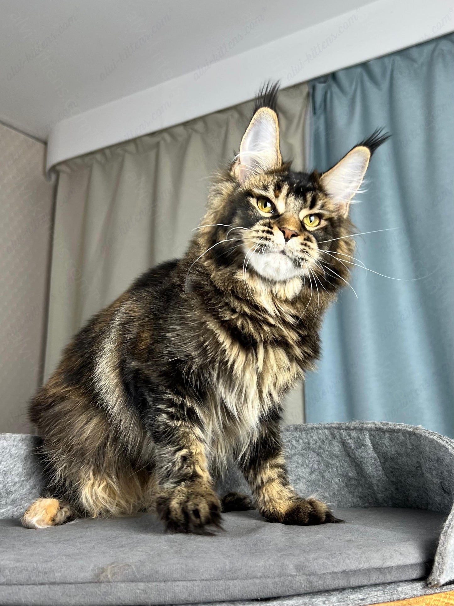 Maine Coon Kitten Name "Butterfly"