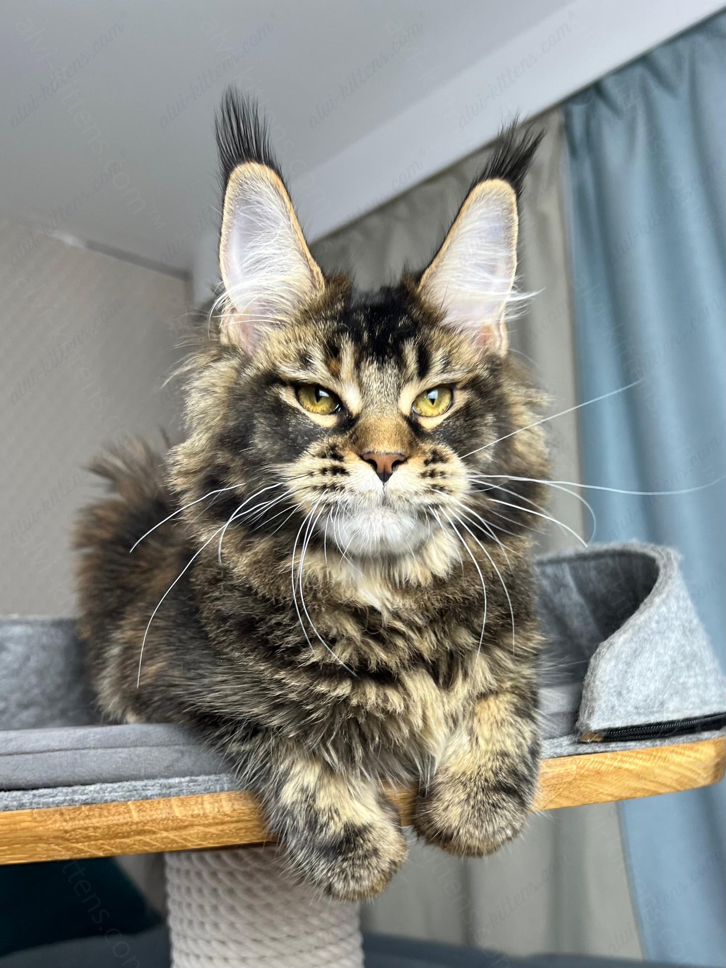 Maine Coon Kitten Name "Butterfly"