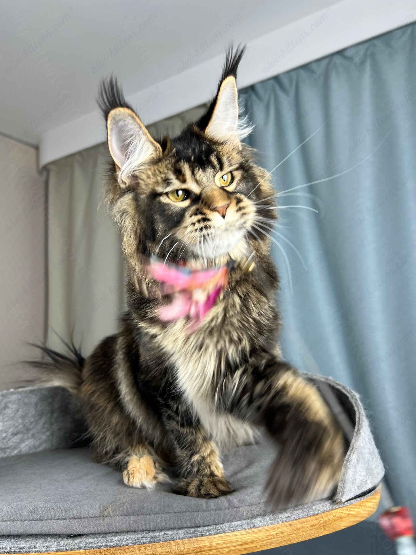 Maine Coon Kitten Name "Butterfly"