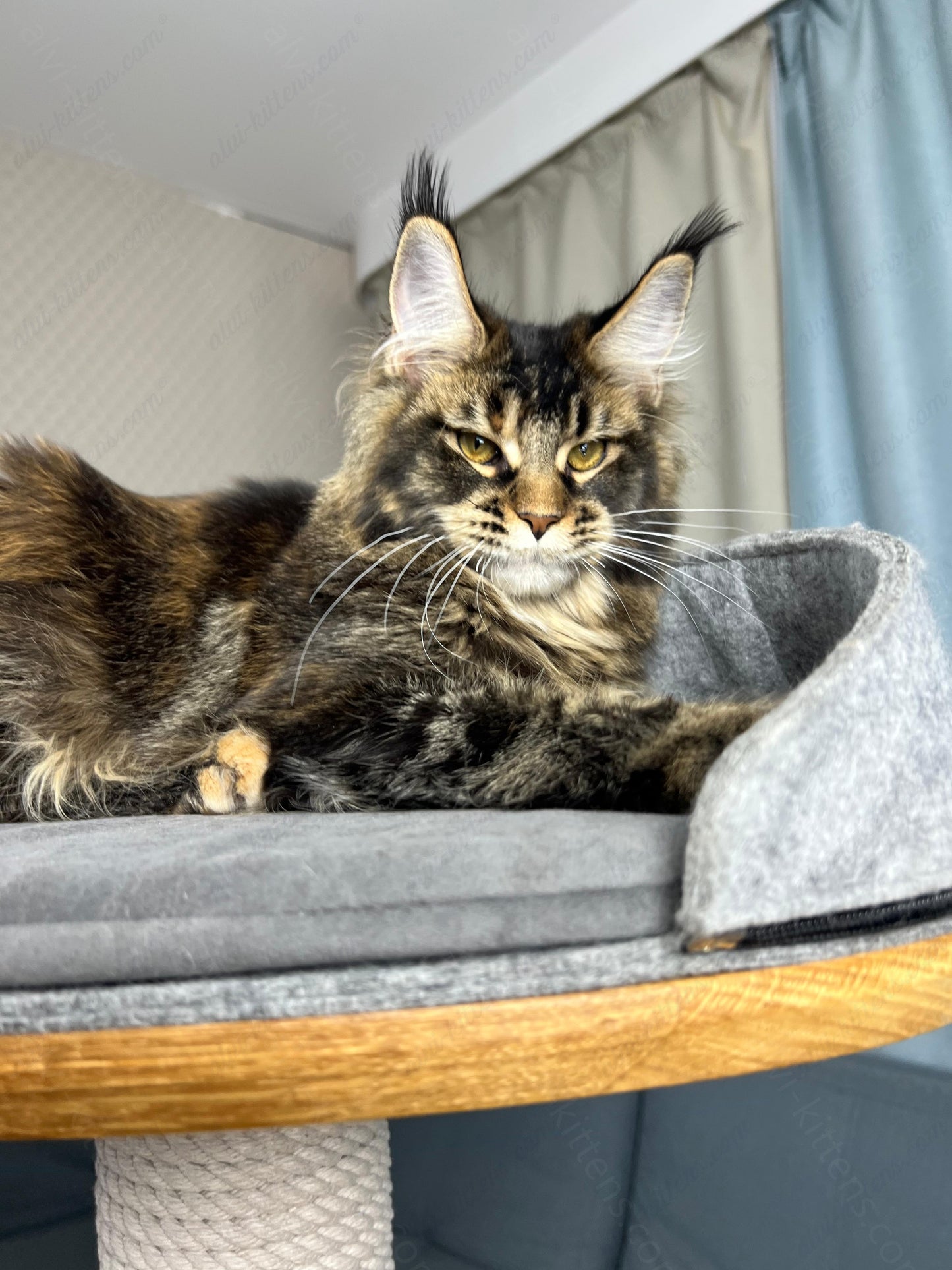 Maine Coon Kitten Name "Butterfly"