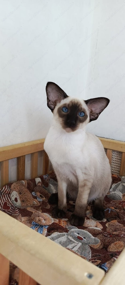 Oriental kitten name "ORm-x24"