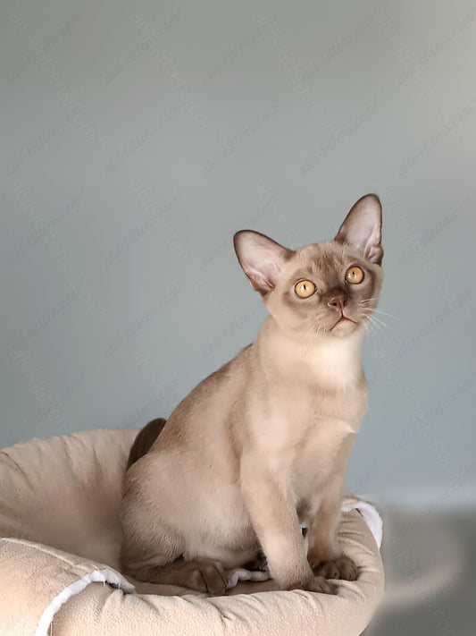 Burmese Kitten Name "King"