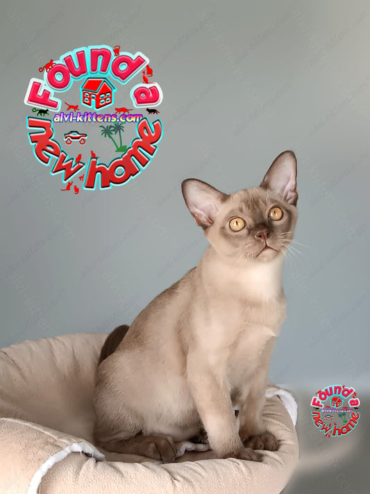 Burmese Kitten Name "King"