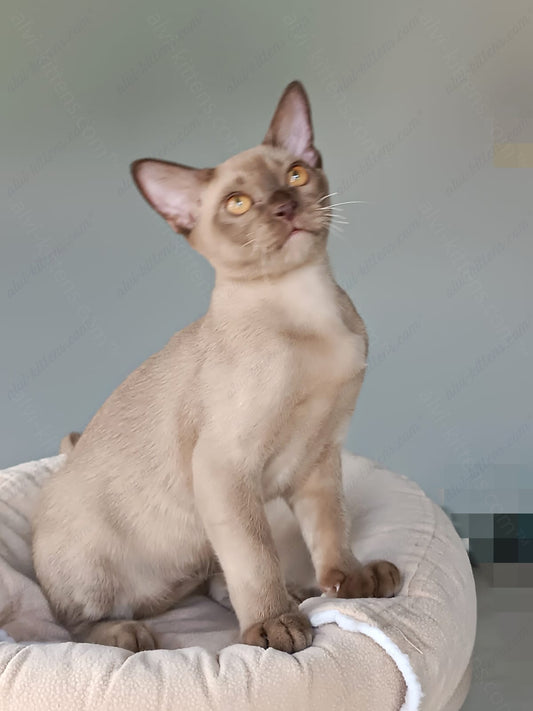 Burmese Kitten Name "Kristian"