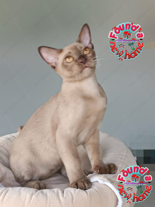 Burmese Kitten Name "Kristian"