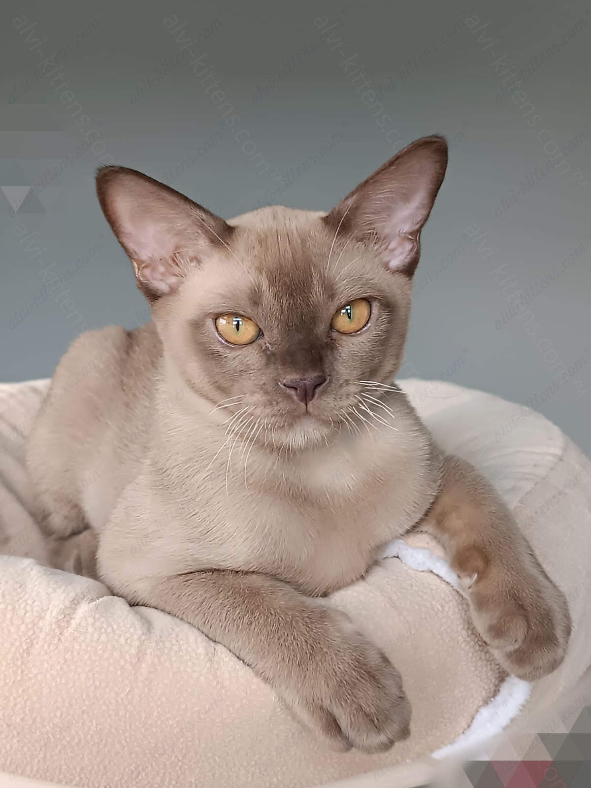 Burmese Kitten Name "Kristian"
