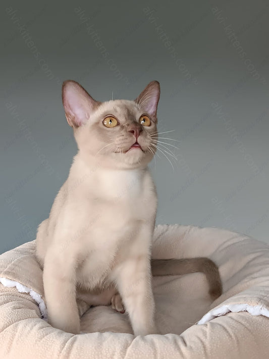 Burmese Kitten Name "Kevin"