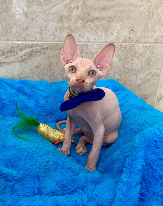 Canadian Sphynx Kitten "Richy"