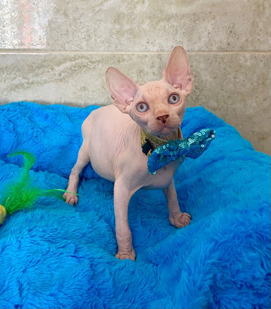 Canadian Sphynx Kitten "Archy"