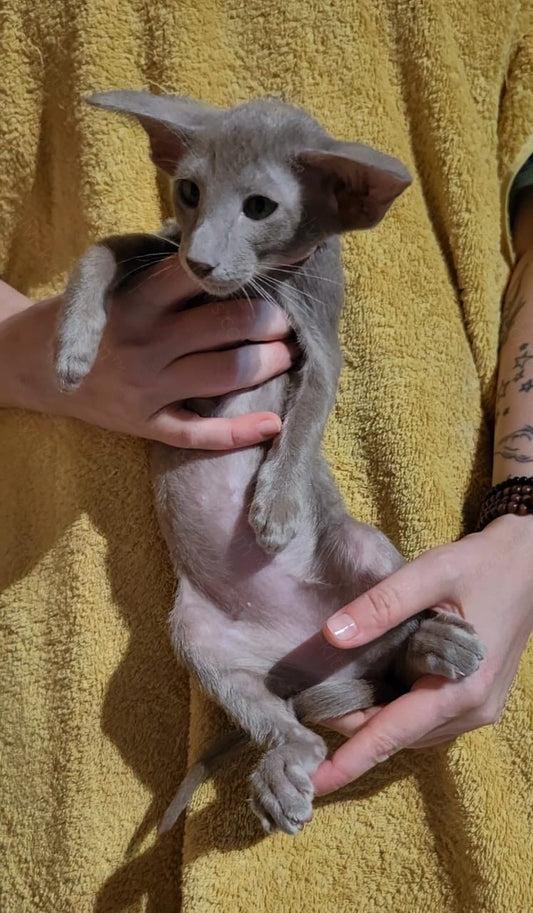 Oriental kitten name "Hamilot Elf Dragon"