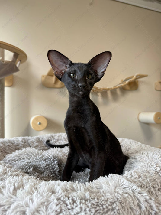 Oriental kitten name "Nikolet"