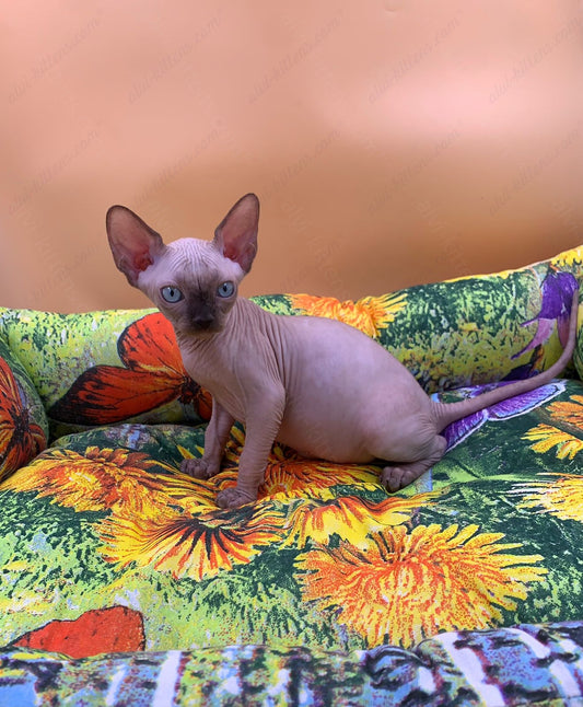 Canadian Sphynx Kitten "Boris"