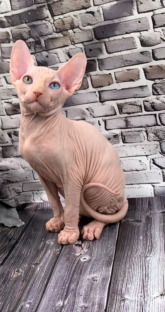 Canadian Sphynx Kitten "Bruno"