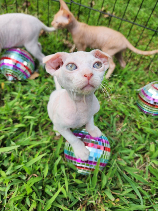 Canadian Sphynx "Csf-024" green-eyed  * Available NOW in Warrington *