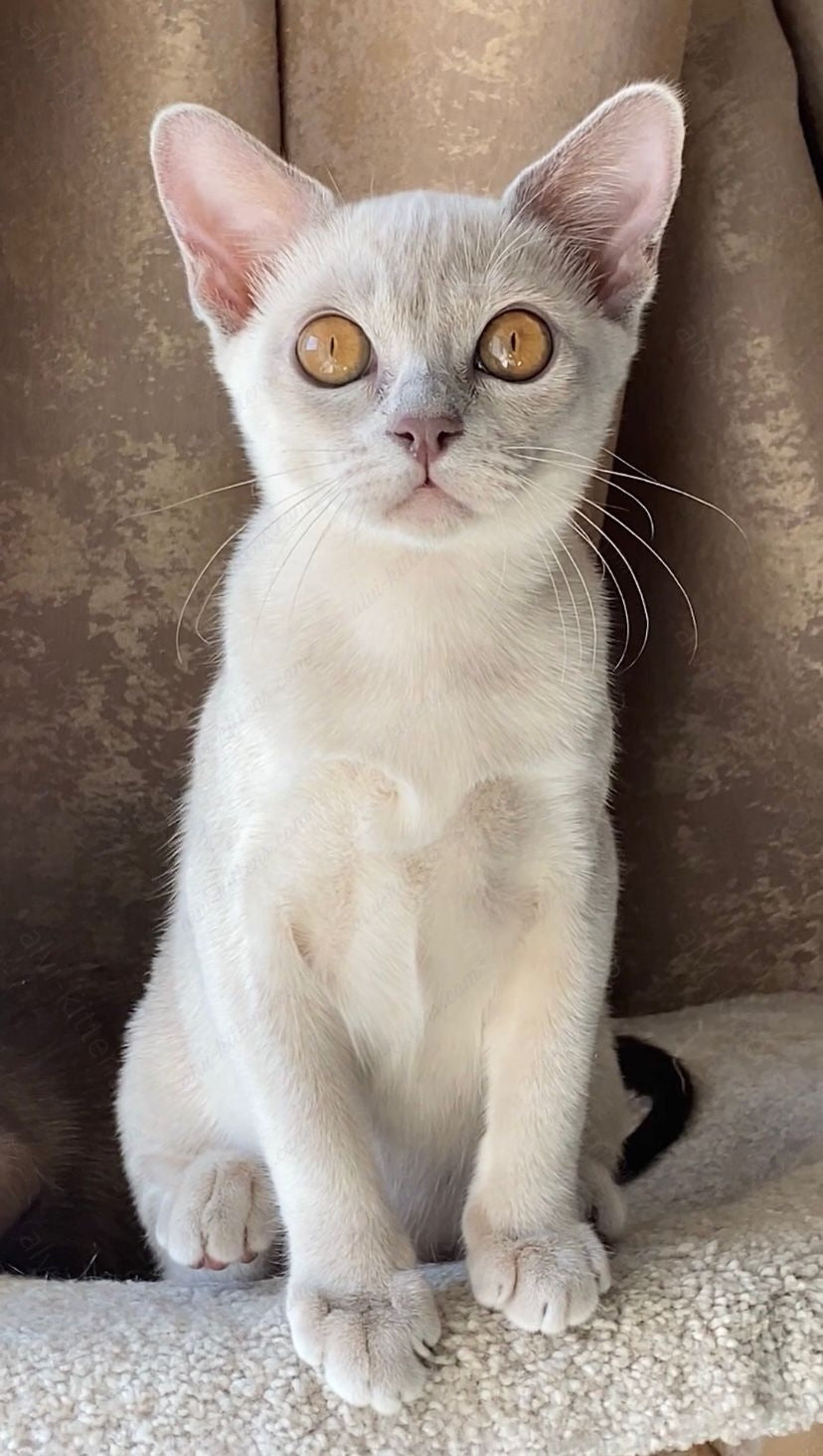 Burmese Kitten Name "Bf-001"