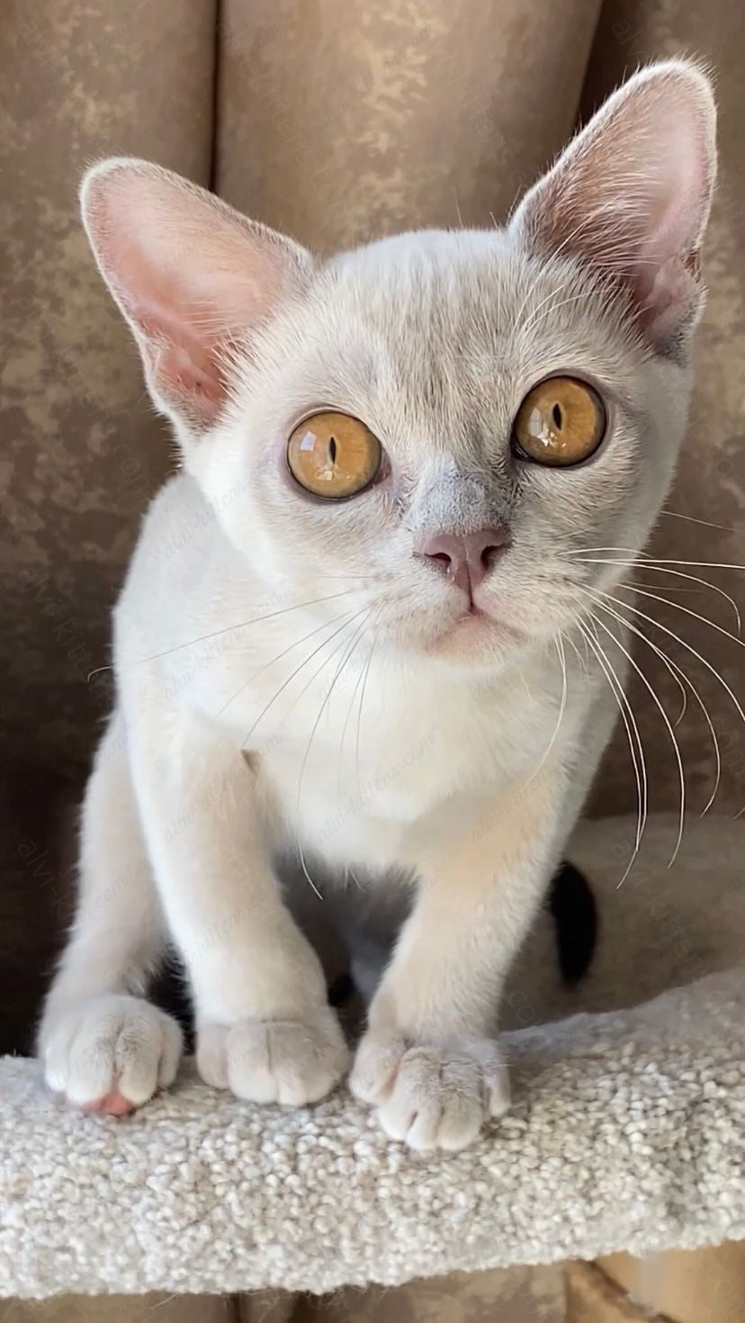 Burmese Kitten Name "Bf-001"