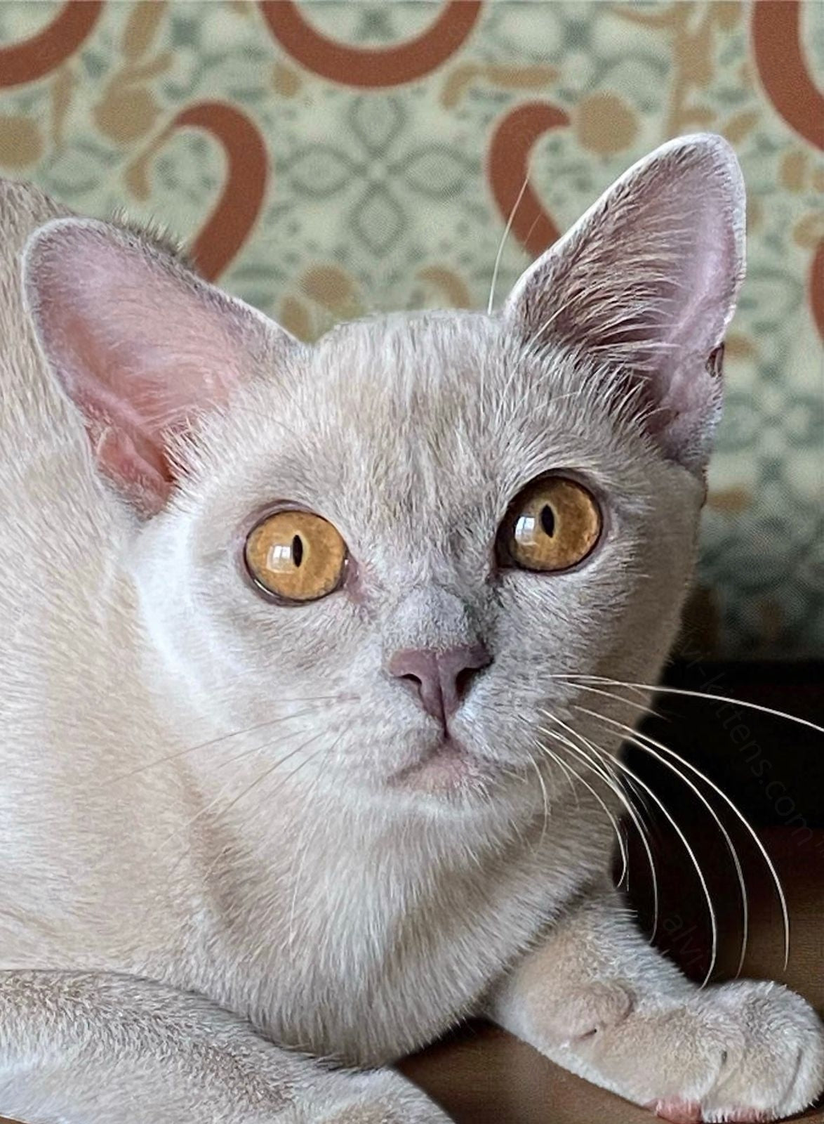 Burmese Kitten Name "Bf-001"