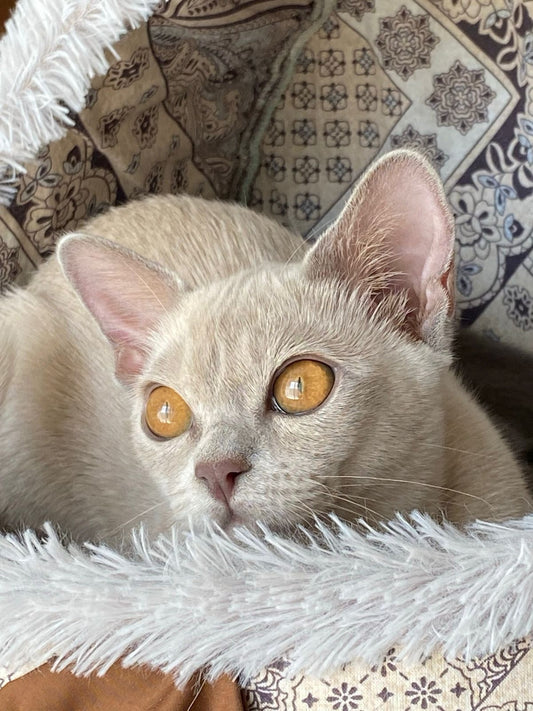 Burmese Kitten Name "Bf-001"