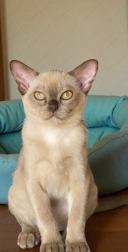 Burmese Kitten Name "Bf-002"