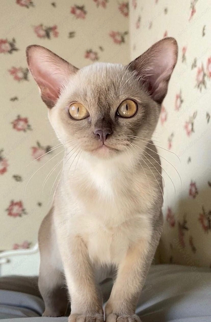 Burmese Kitten Name "Bf-002"