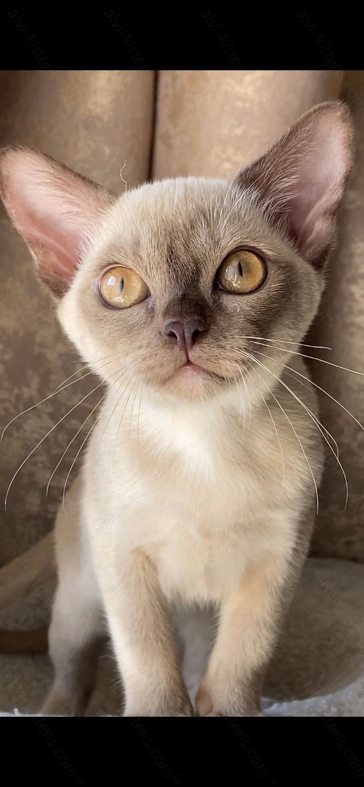 Burmese Kitten Name "Bf-002"