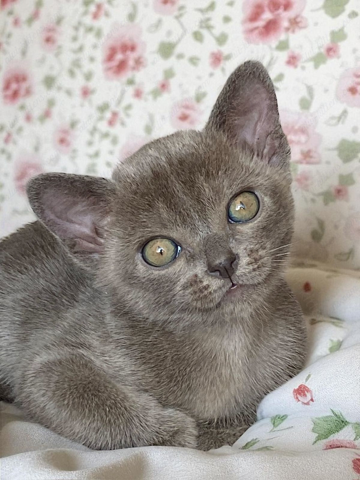Burmese Kitten Name "Bm-001"