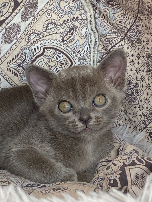 Burmese Kitten Name "Bm-001"