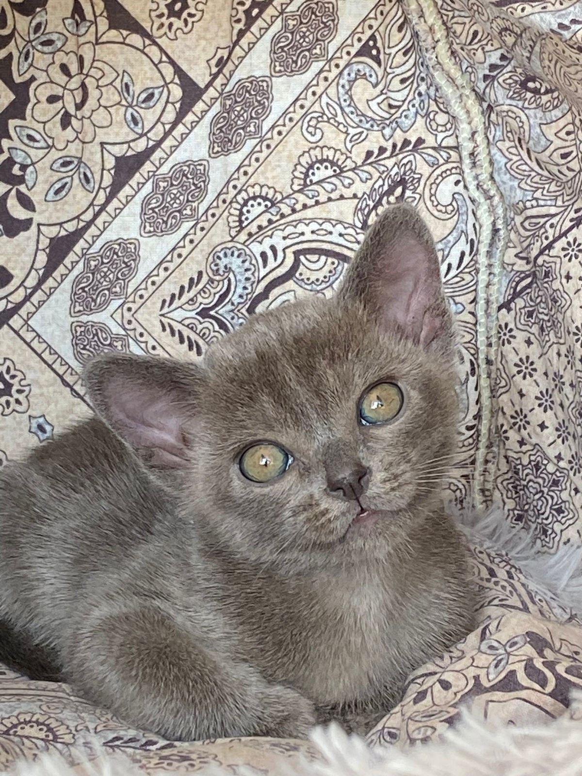 Burmese Kitten Name "Bm-001"