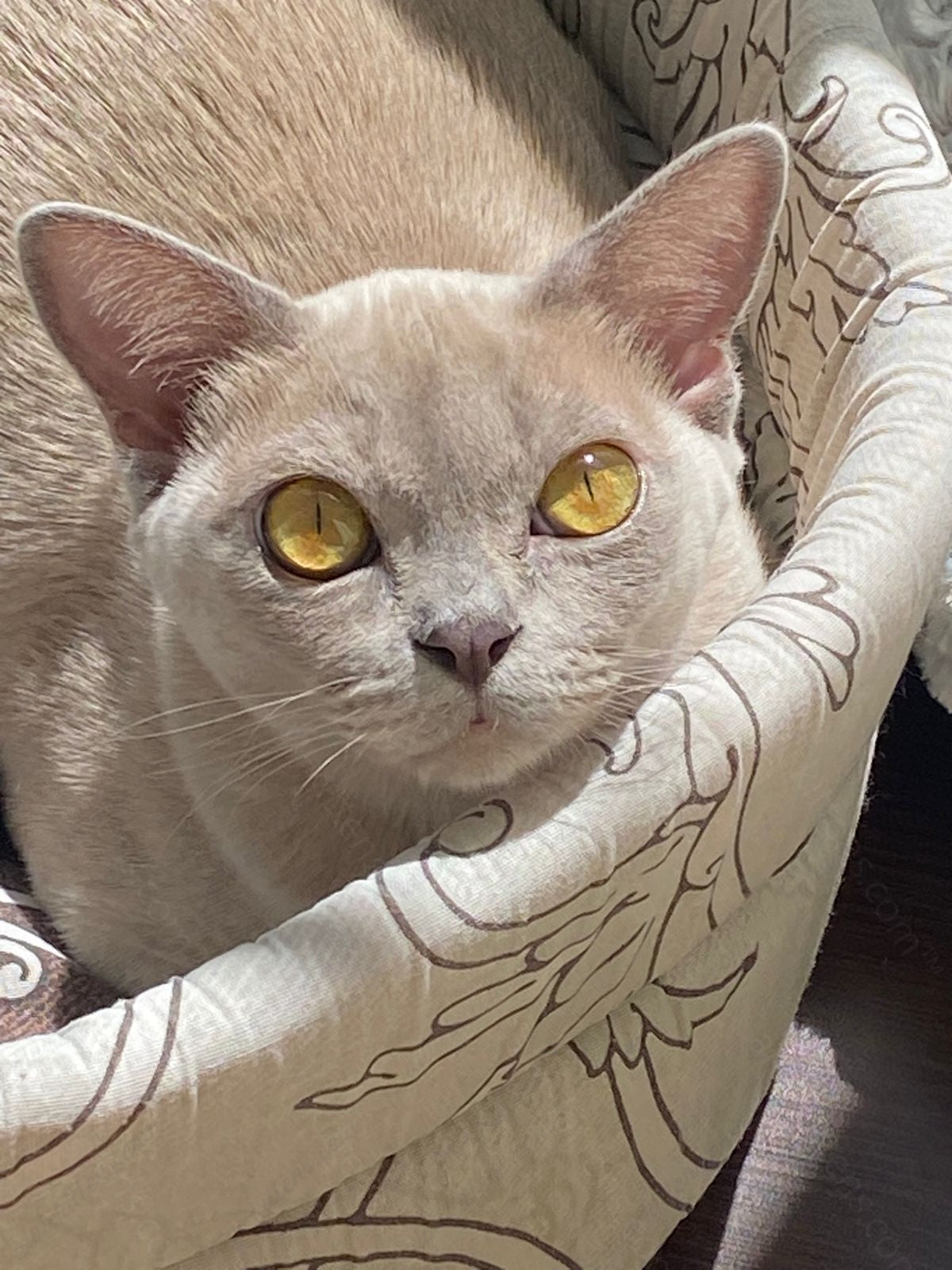Burmese Cat Name "Bf-003"