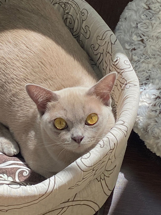Burmese Cat Name "Bf-003"
