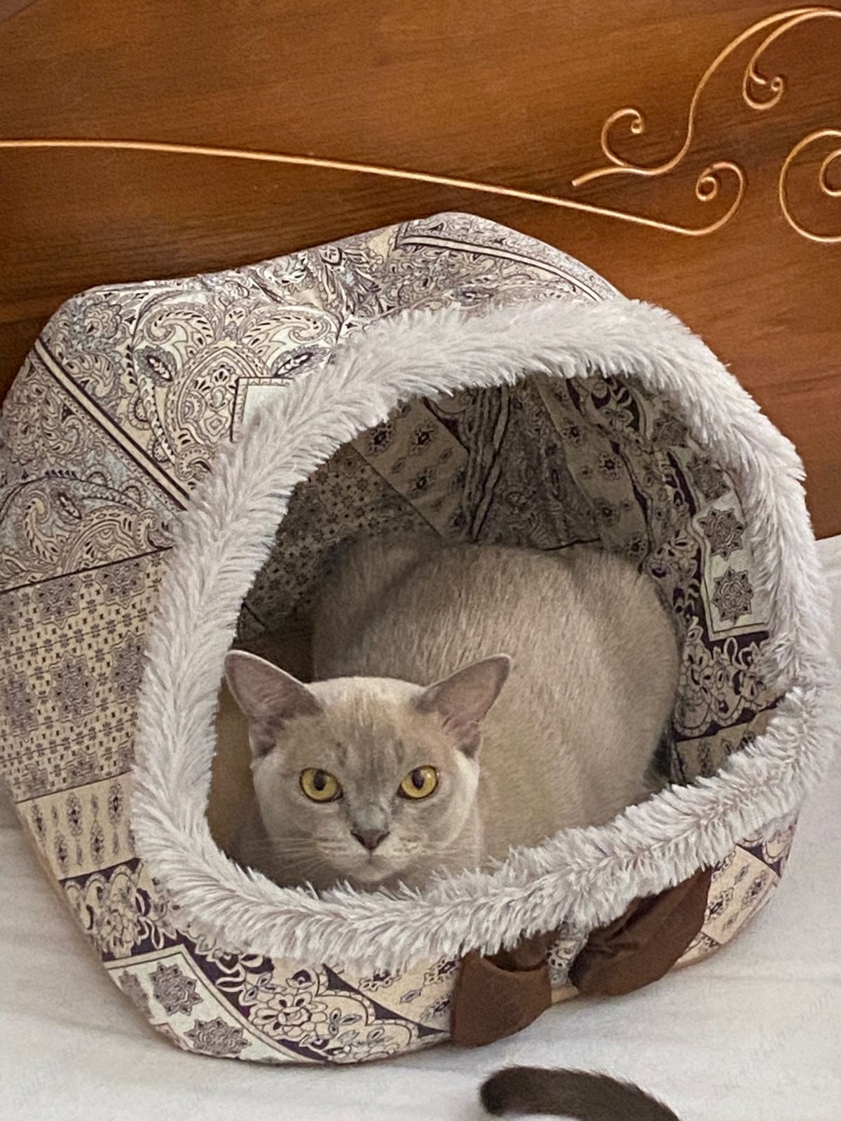 Burmese Cat Name "Bf-003"