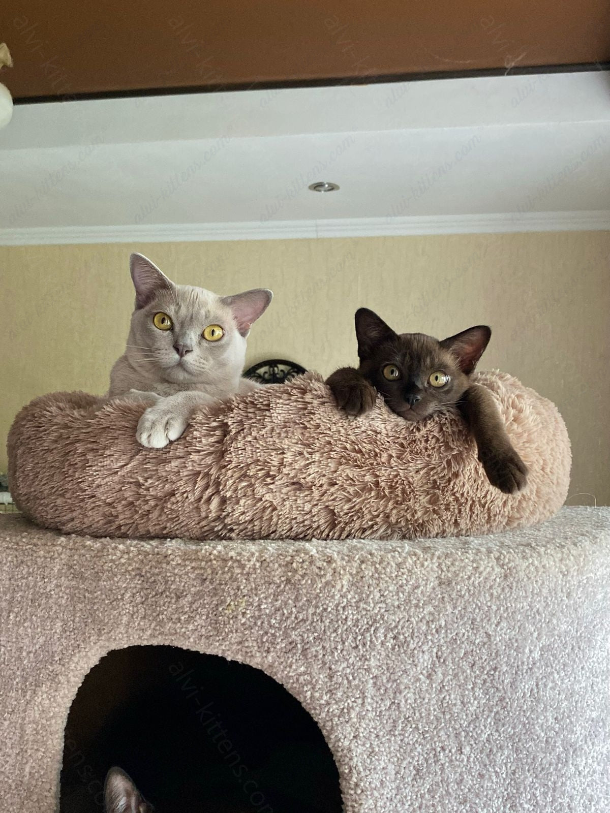 Burmese Cat Name "Bf-003"
