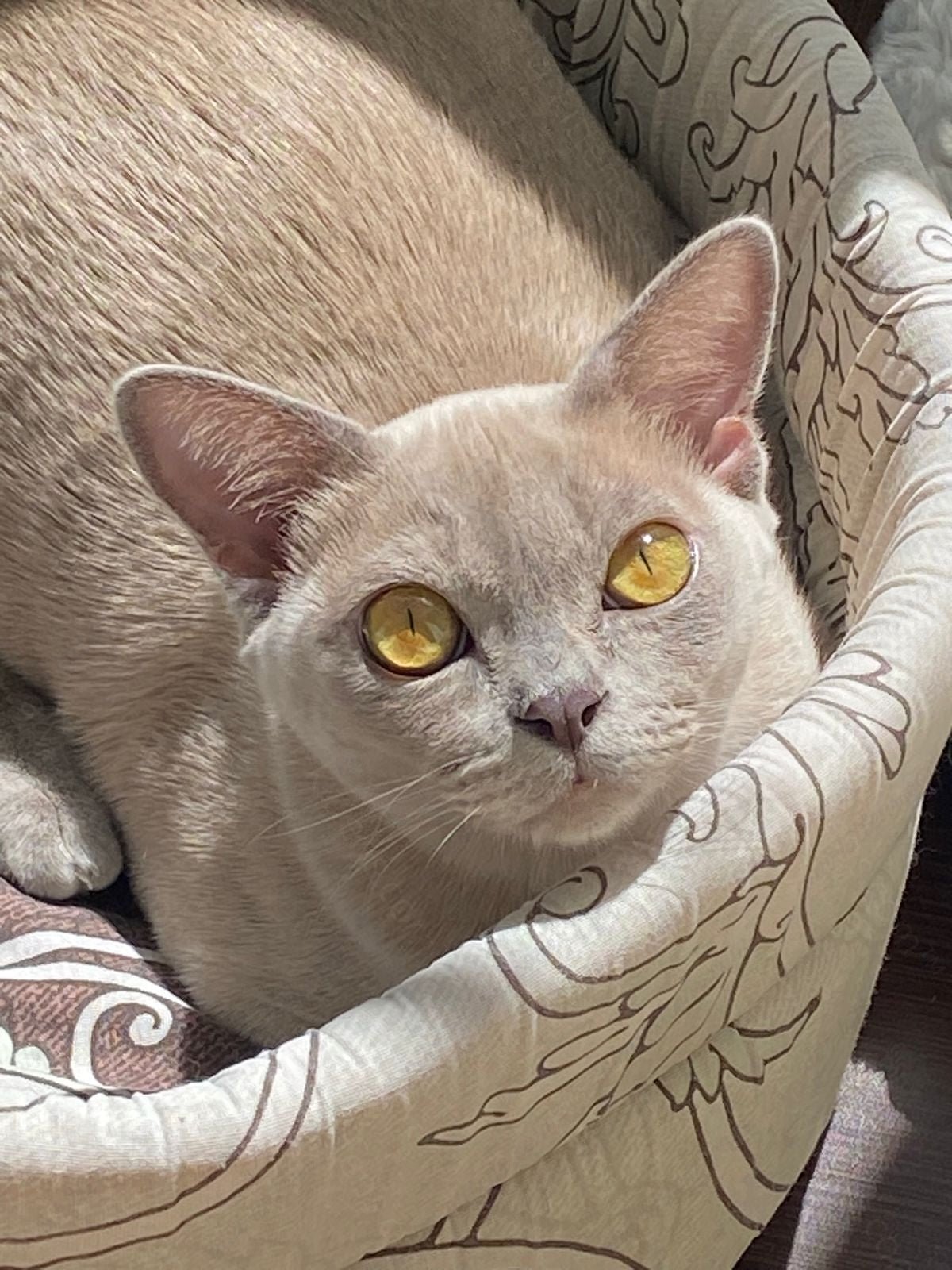Burmese Cat Name "Bf-003"