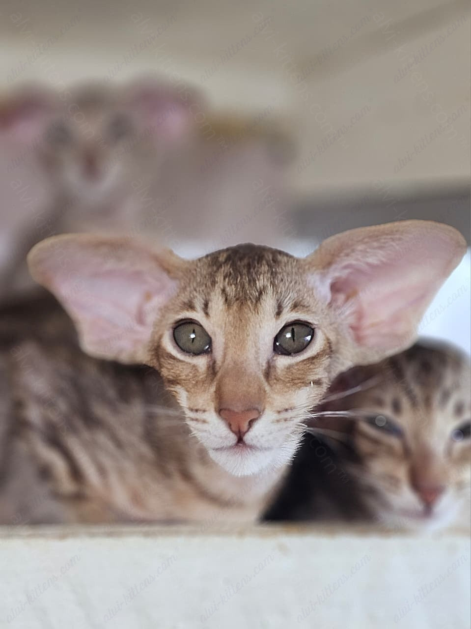 Oriental kitten name "X-Man"
