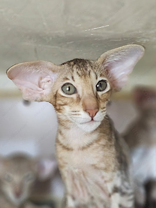 Oriental kitten name "X-Man"