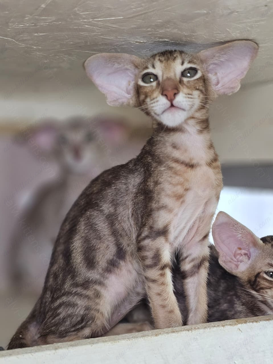 Oriental kitten name "X-Man"