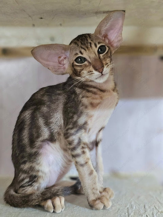 Oriental kitten name "X-Guy"