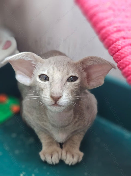 Oriental kitten name "Xperia"