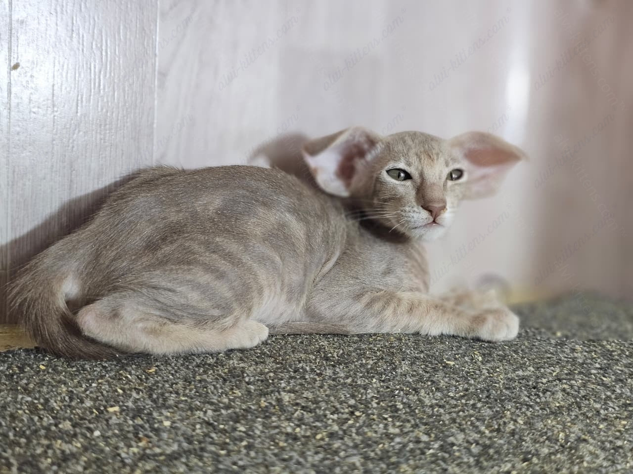 Oriental kitten name "Xperia"