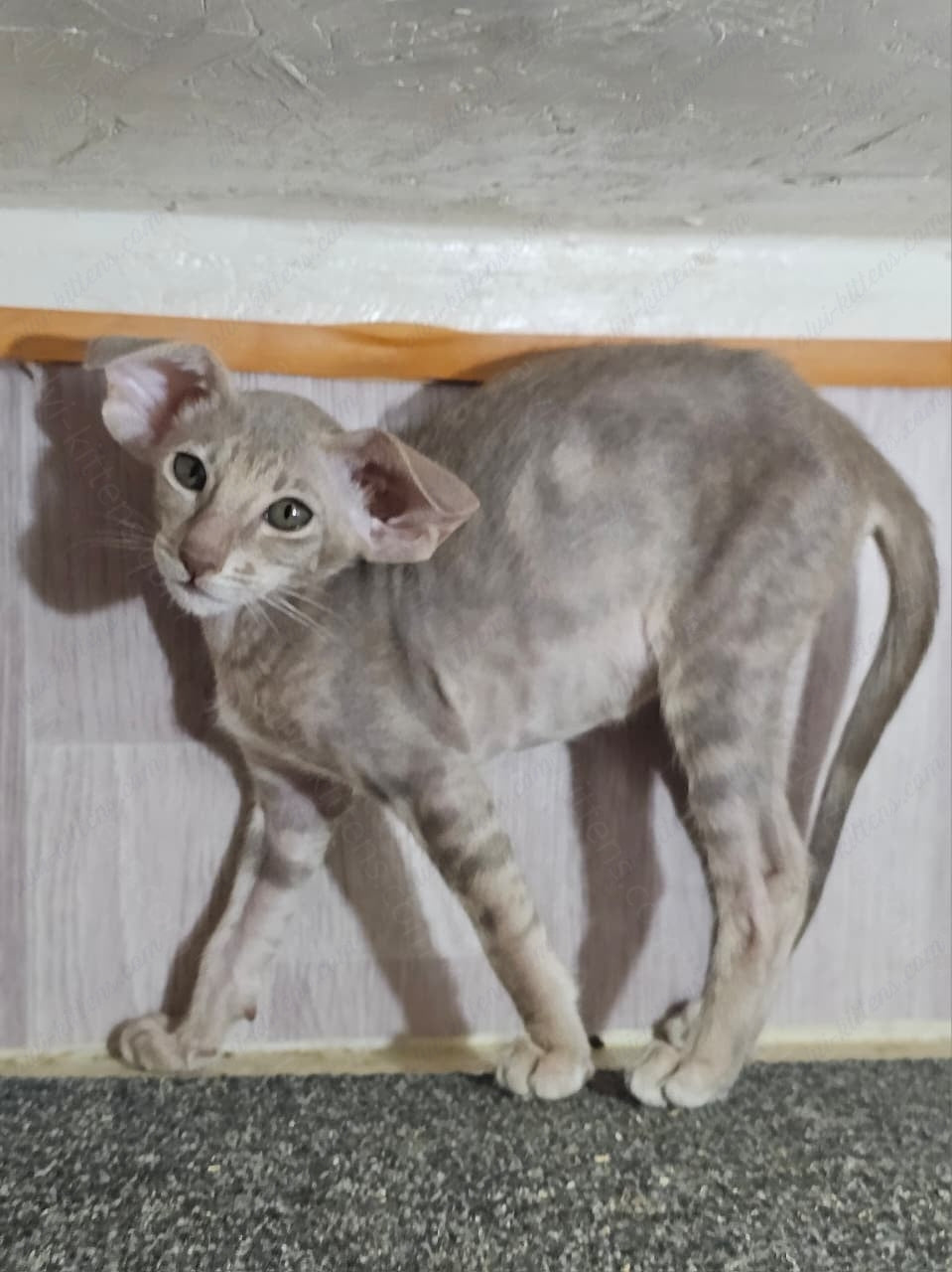 Oriental kitten name "Xperia"