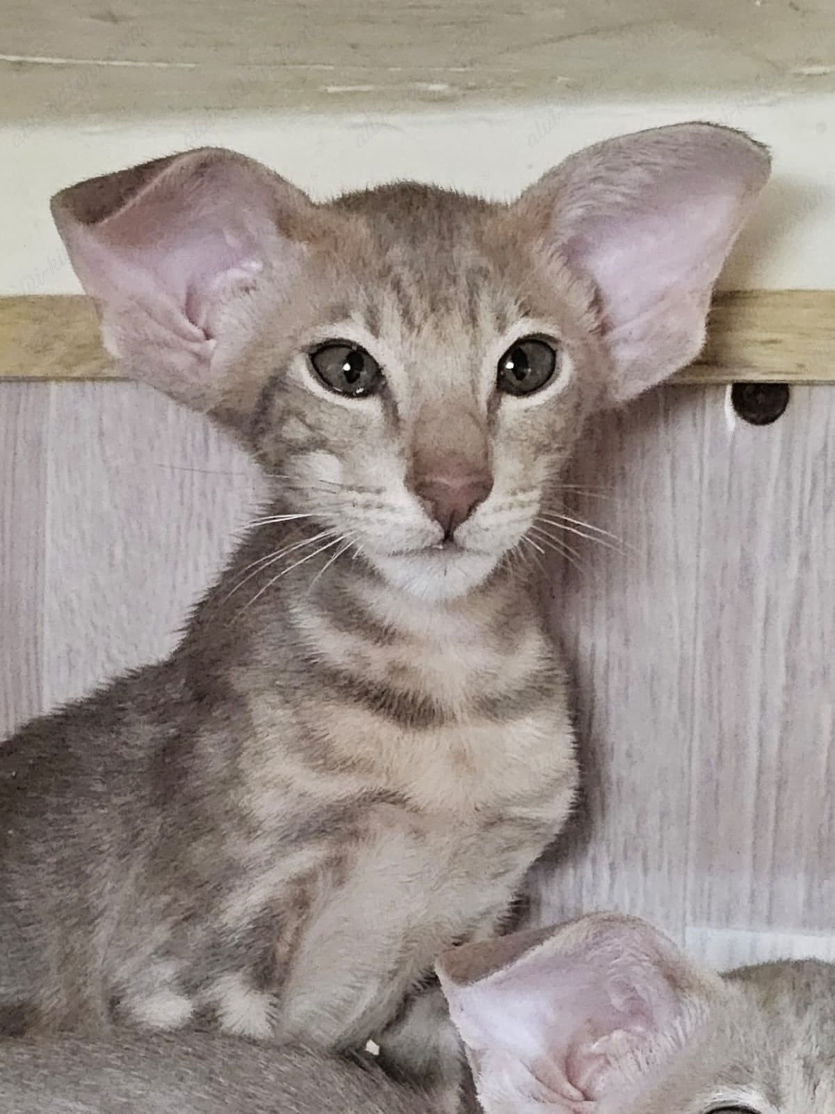Oriental kitten name "X-File"