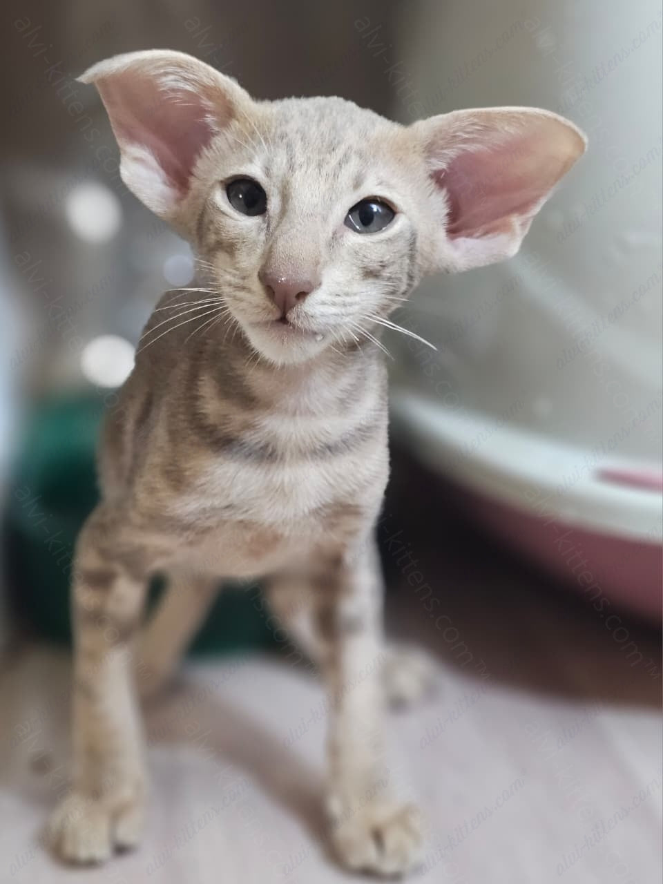 Oriental kitten name "X-File"