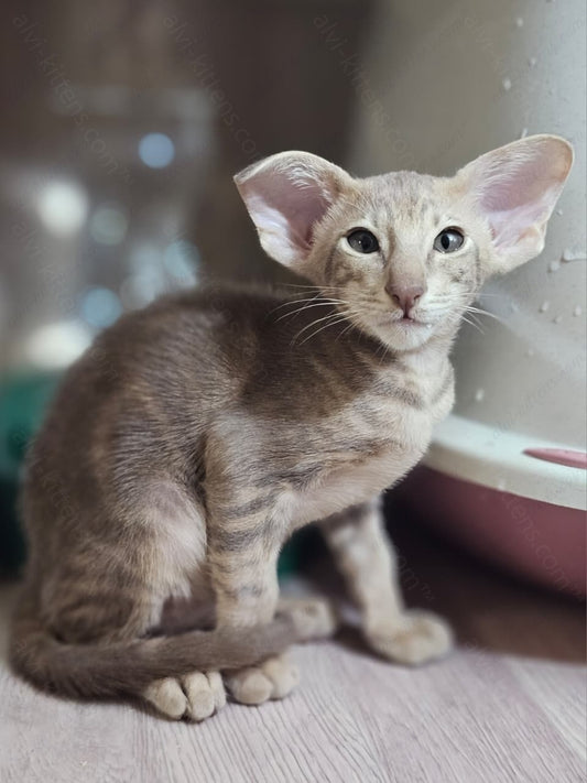 Oriental kitten name "X-File"