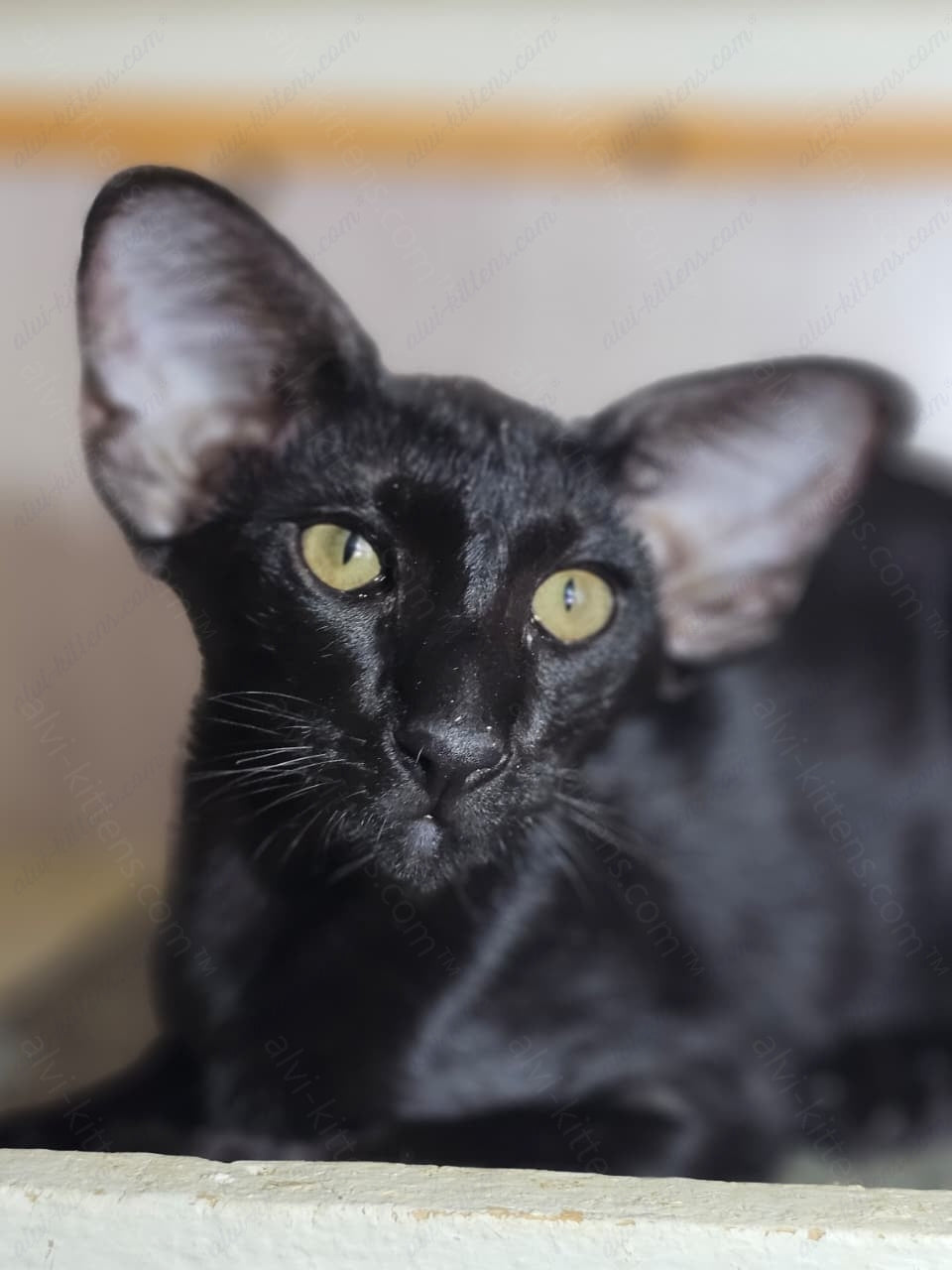 Oriental kitten name "Wolfcat"